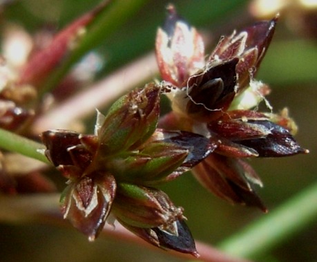 Juncus articulatus